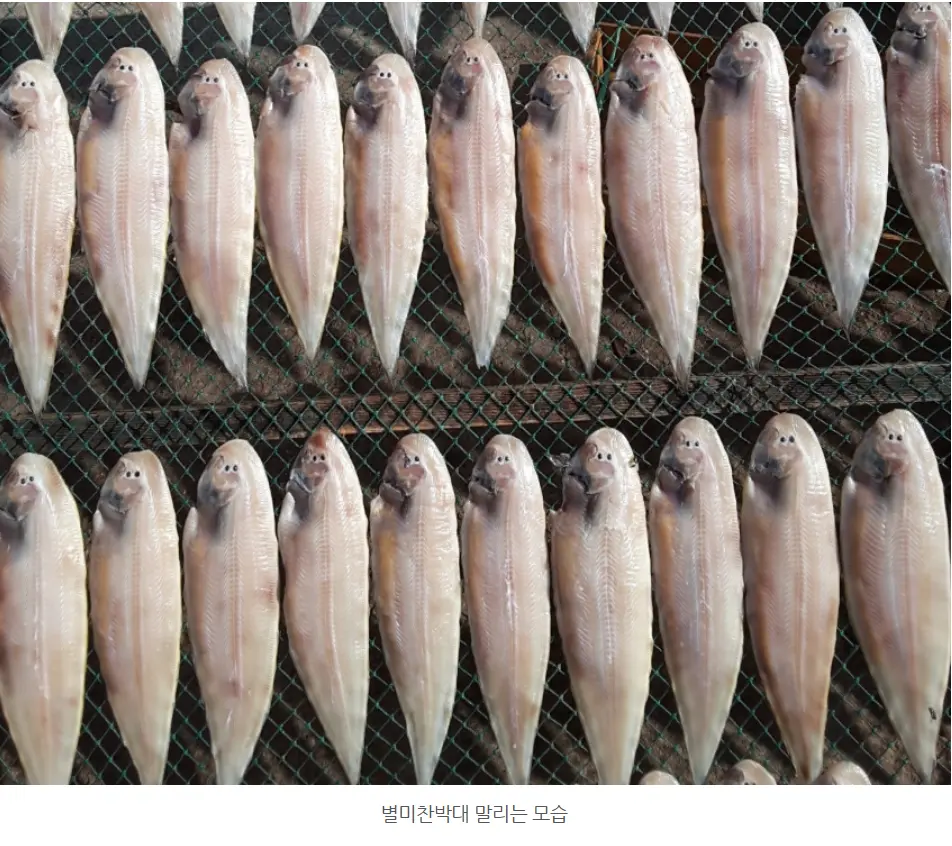 손질한 박대를 건조망에 가지런히 말리는 모습